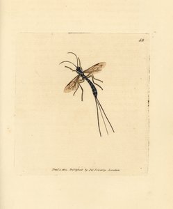 Mucha Ichneumon, Rhyssa persuasoria (Ichneumon persuasorius). Miedzioryt ręcznie barwiony autorstwa Jamesa Sowerby