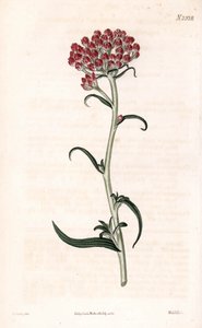 Gwiazda nieśmiertelnika - Helichrysum stellatum (Zwarty kwitnący gnaphalium, Gnaphalium congestum). Ręcznie kolorowany miedzioryt Weddella na podstawie ilustracji autorstwa Jamesa Sowerby