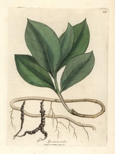 Ipekakuan, Ipekakuanha autorstwa James Sowerby
