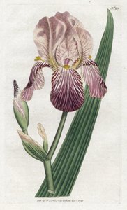 Iris o zapachu czarnego bzu - litografia Jamesa Sowerby