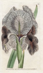 Iris de Charlcedoine lub Susa - Litografia Jamesa Sowerby