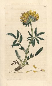 polish autorstwa James Sowerby