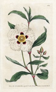 Ladanifere lub Ledon Cistus - Litografia Jamesa Sowerby