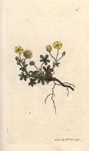 Potentilla wielkokwiatowa, Potentilla grandiflora (Spring pięciornik, Potentilla verna) (pięciornik) Ręcznie kolorowany miedzioryt według ilustracji Jamesa Sowerby