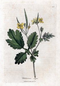 Duża chelidoina lub duże światło - Glistnik większy, Chelidonium majus. Ręcznie kolorowany miedzioryt z ilustracji botanicznej autorstwa Jamesa Sowerby