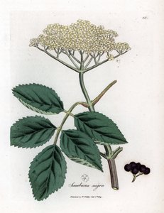 polish autorstwa James Sowerby