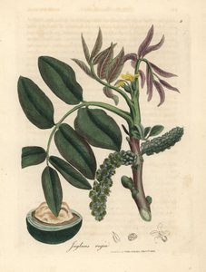 Liście, żółty kwiat i orzech pospolitego drzewa orzechowego, Juglans regia autorstwa James Sowerby