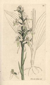 polish autorstwa James Sowerby