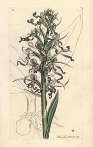 Orchidea jaszczurki, Himantoglossum hircinum (jaszczurka satyrion lub ochis, Satyrium hircinum). Miedzioryt ręcznie kolorowany według ilustracji autorstwa Jamesa Sowerby