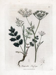 Locage skalnica - Burnet skalnica, Pimpinella saxifraga. Ręcznie kolorowany miedzioryt z ilustracji botanicznej autorstwa Jamesa Sowerby
