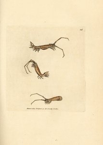Równonog z długim rogiem, Astacilla longicornis (Oniscus longicornis). Miedzioryt ręcznie barwiony autorstwa Jamesa Sowerby