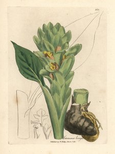 Kurkuma o długich korzeniach, Curcuma longa autorstwa James Sowerby