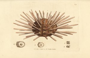 Jeżowiec morski o długim grzbiecie, Cidaris cidaris (Echinus cidaris). Miedzioryt ręcznie barwiony autorstwa Jamesa Sowerby