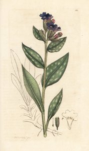 Miedzioryt, Pulmonaria officinalis (płucny) Miedzioryt ręcznie kolorowany według ilustracji Jamesa Sowerby
