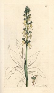 Orchidea człowieka, Orchis antropofora (orchis człowieka zielonego, Ophrys antropofora). Miedzioryt ręcznie kolorowany według ilustracji autorstwa Jamesa Sowerby