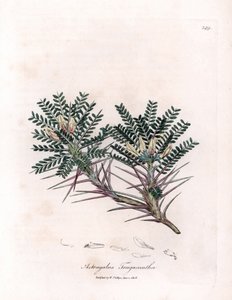 Marseille Astragalus lub poduszka matki - Wyka mleczna koziego ciernia, Astragalus tragacantha. Ręcznie kolorowany miedzioryt z ilustracji botanicznej Jamesa Sowerby