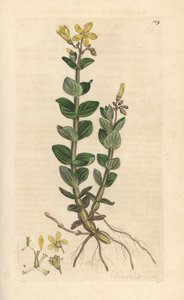 Dziurawiec bagienny, Hypericum elodes (dziurawiec zwyczajny) Ręcznie kolorowany miedzioryt według ilustracji Jamesa Sowerby