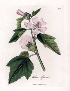 Marshmallow officinale lub dzikie lub białe fioletowe prawoślaz lekarski, Althaea officinalis. Ręcznie kolorowany miedzioryt z ilustracji botanicznej autorstwa Jamesa Sowerby