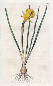 Trąbka Meduzy - litografia Jamesa Sowerby