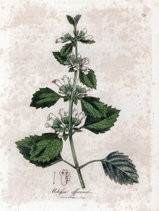 Melisse officinale lub melisse lemongrass - Melisa lekarska, Melissa officinalis. Ręcznie kolorowany miedzioryt z ilustracji botanicznej autorstwa Jamesa Sowerby