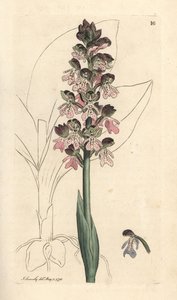 Orchis militar, Orchis militaris (Orchis warrior) Gravura em placa de cobre colorida à mão após uma ilustração de James Sowerby de James Smith