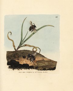 Pszczoła górnicza, Andrena nigroaenea (Melitta nigro-aenea). Ręcznie kolorowany miedzioryt autorstwa Jamesa Sowerby