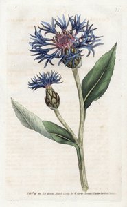 Mountain Centauree lub Perennial Blueberry - litografia Jamesa Sowerby