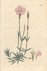 Różowy górski, Dianthus caesius. Miedzioryt ręcznie kolorowany według ilustracji autorstwa Jamesa Sowerby