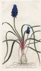Pęczek muscari lub muscari neglige - litografia Jamesa Sowerby