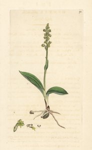 Orchidea piżmowa, Herminium monorchis (storczyk piżmowy, Ophrys monorchis). Miedzioryt ręcznie kolorowany według ilustracji autorstwa Jamesa Sowerby