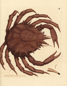 Norweski krab królewski lub północny krab kamienny, Lithodes maja. Miedzioryt ręcznie barwiony autorstwa Jamesa Sowerby