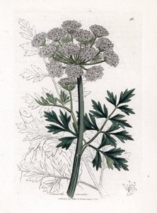 Oenanthe safranee - Kroplówka wodna Hemlock, Oenanthe crocata. Ręcznie kolorowany miedzioryt z ilustracji botanicznej autorstwa Jamesa Sowerby