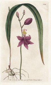 Orquídea: calopogon tuberus - Litografia de James Sowerby (1757-1822), da William Curtis