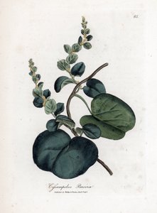 Pareira brava cissampelos, cissampelos pareira pareira. Ręcznie kolorowany miedzioryt z ilustracji botanicznej autorstwa Jamesa Sowerby