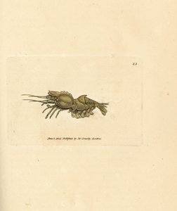 Krewetki papuzie, Spirontocaris spinus (krewetki grzbietowe; Cancer spinus). Miedzioryt ręcznie barwiony autorstwa Jamesa Sowerby