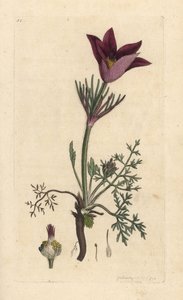 Pasqueflower, Anemone pulsatilla (pulsatille) Odręczny miedzioryt według ilustracji Jamesa Sowerby