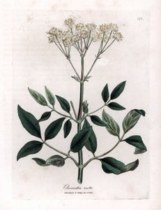 Powojnik wieloletni - altana wyprostowana, Clematis recta. Ręcznie kolorowany miedzioryt z ilustracji botanicznej autorstwa Jamesa Sowerby