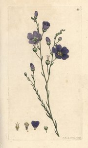 Len wieloletni , Linum perenne (len perace) Ręcznie kolorowany miedzioryt według ilustracji Jamesa Sowerby