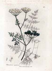 Phellandrium aquatium - Cykuta wodna drobnolistna, Phellandrium aquatium. Ręcznie kolorowany miedzioryt z ilustracji botanicznej autorstwa Jamesa Sowerby