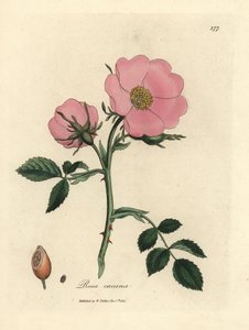 Różowa psia róża z dziką różą, Rosa canina