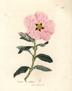 polish autorstwa James Sowerby