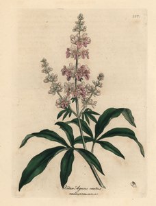 Wstydliwe drzewo o różowych kwiatach, Vitex agnus castus autorstwa James Sowerby