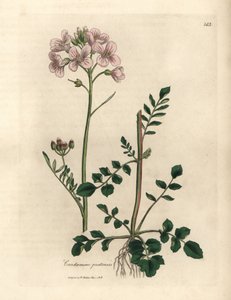 Damski fartuch w różowe kwiaty lub kwiat cuckow, Cardamine pratensis autorstwa James Sowerby