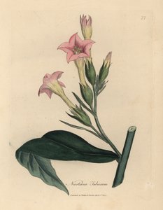 Tytoń o różowych kwiatach, Nicotiana tabacum
