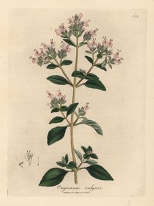 Różowo kwitnący dziki majeranek, Origanum vulgare autorstwa James Sowerby