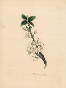 Śliwa - Śliwa pospolita, Prunus domestica. Zaczerpnięte z ilustracji Jamesa Sowerby