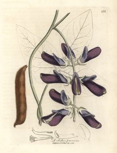Dolichos o fioletowych kwiatach, Dolichos pruriens