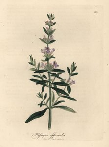 Fioletowo kwitnący hizop, Hyssopus officinalis autorstwa James Sowerby