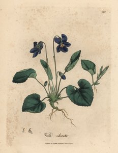 Fioletowo kwitnący słodki fiołek, Viola odorata autorstwa James Sowerby