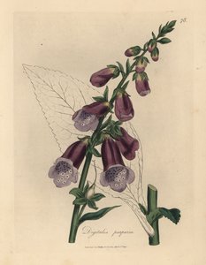 Naparstnica purpurowa, Digitalis purpurea autorstwa James Sowerby